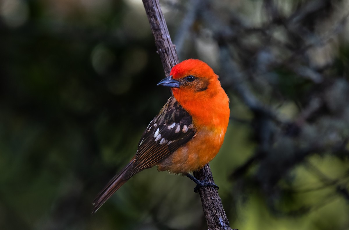 Flame-colored Tanager - Jim Merritt
