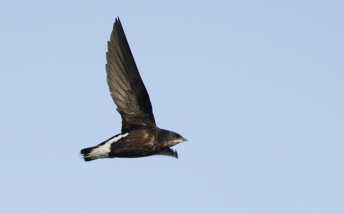 Silver-backed Needletail - Nattapon Pornnumpa