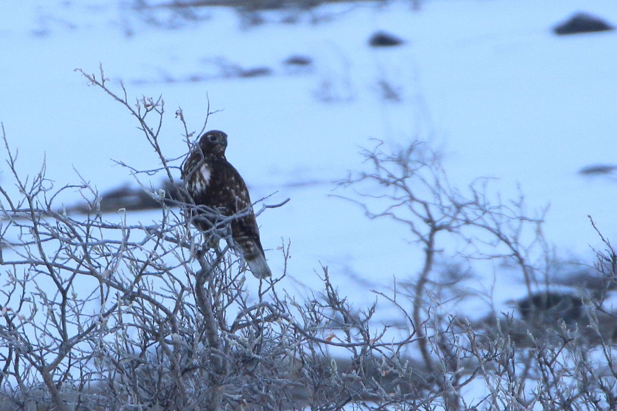 Red-tailed Hawk - ML569146851