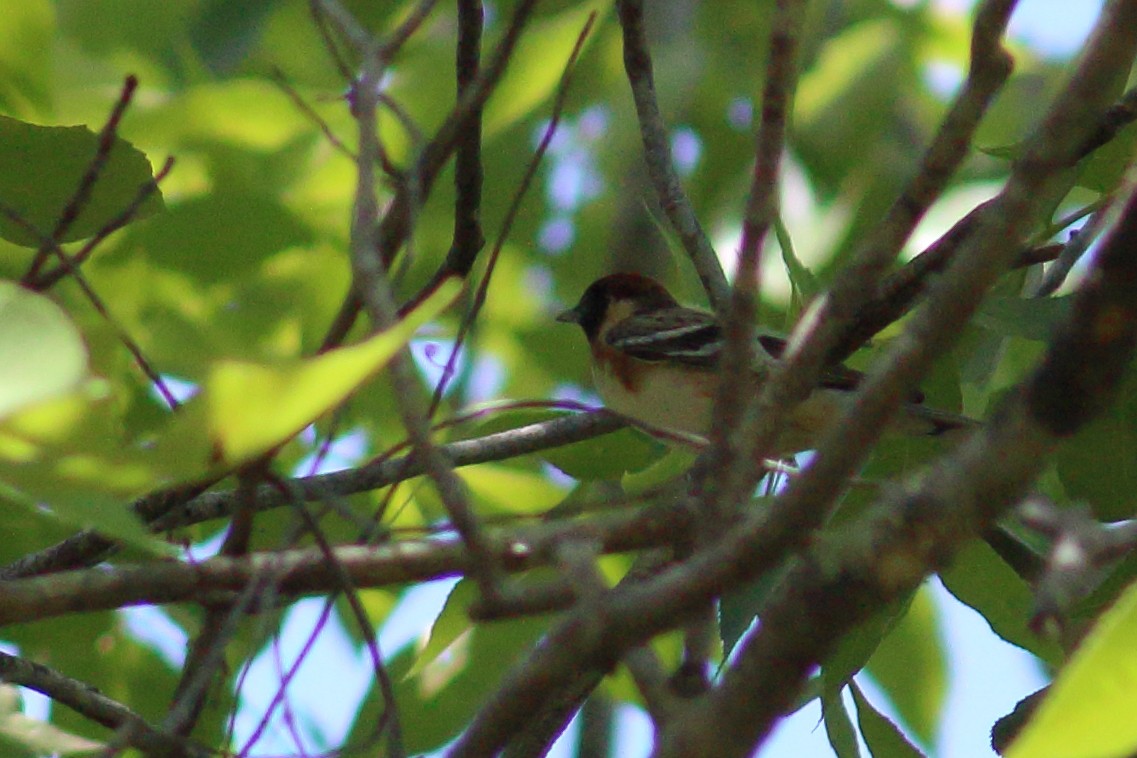 Bay-breasted Warbler - ML569147351