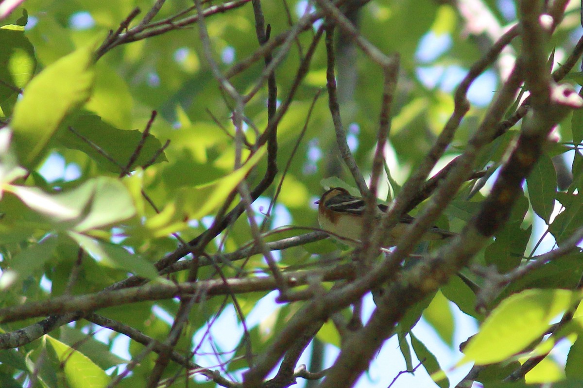 Bay-breasted Warbler - ML569147371