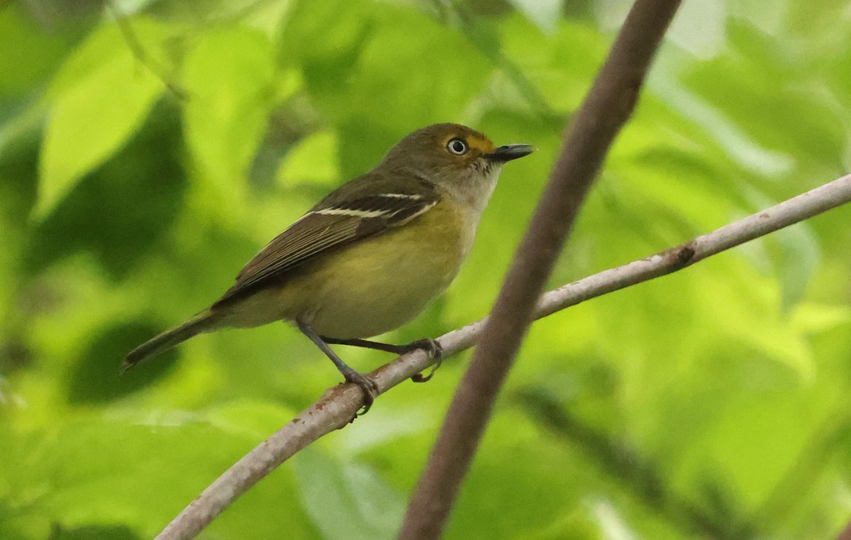 White-eyed Vireo - Sarah Morris