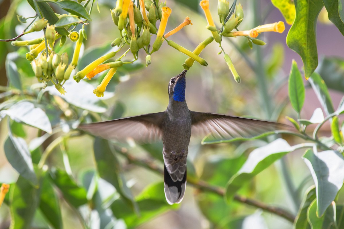 kolibřík blankytohrdlý - ML56914871