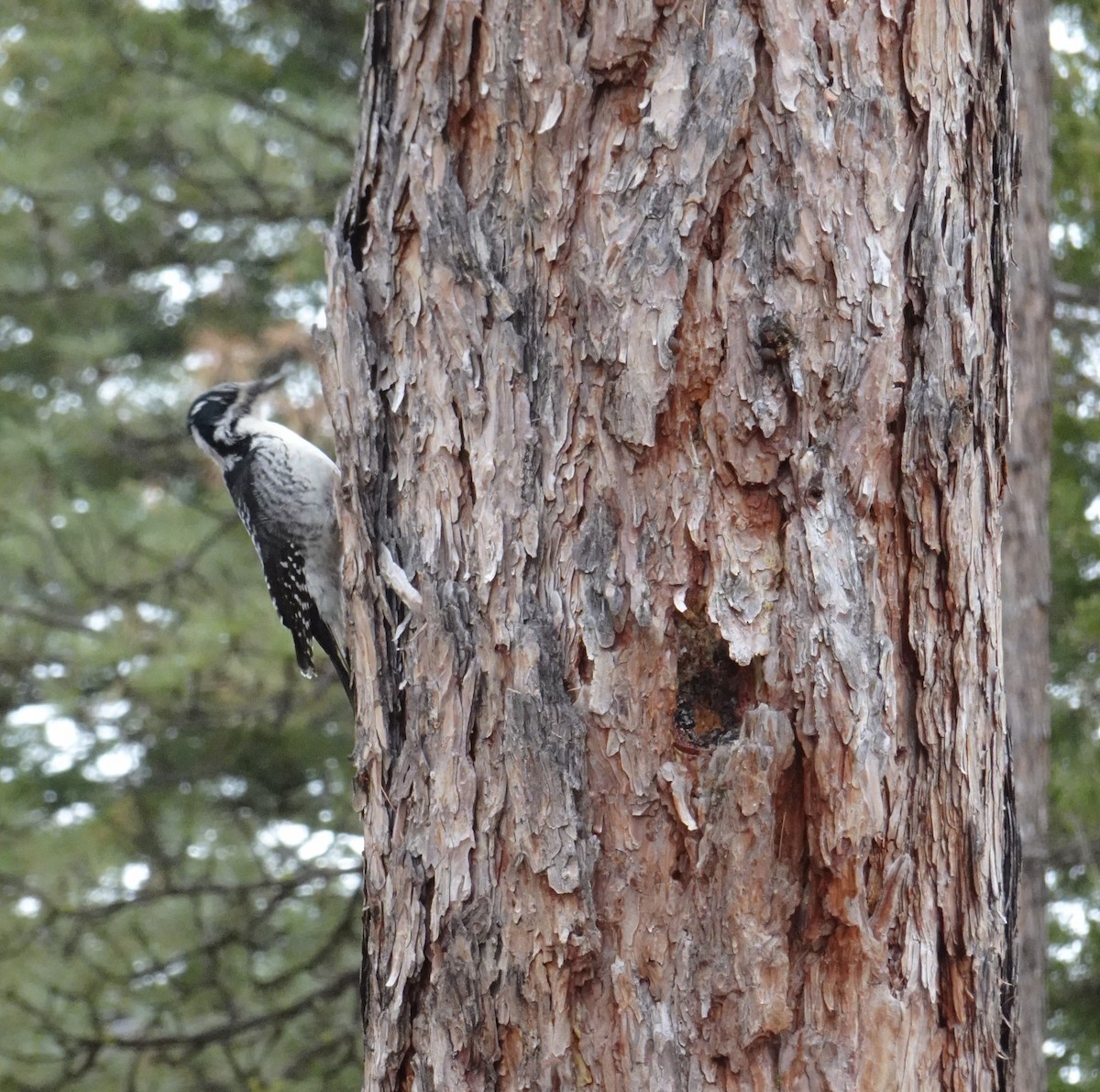 American Three-toed Woodpecker - ML569150371