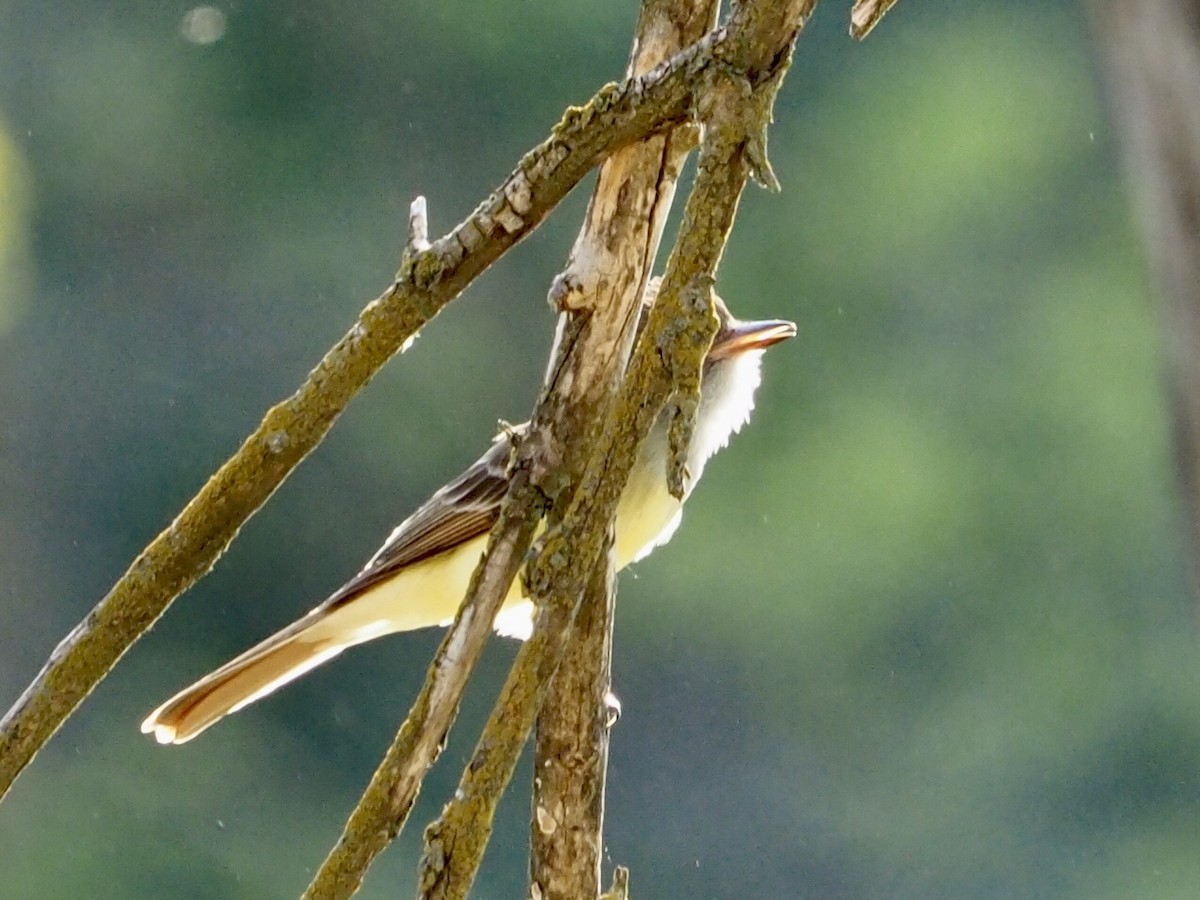 Great Crested Flycatcher - ML569150381