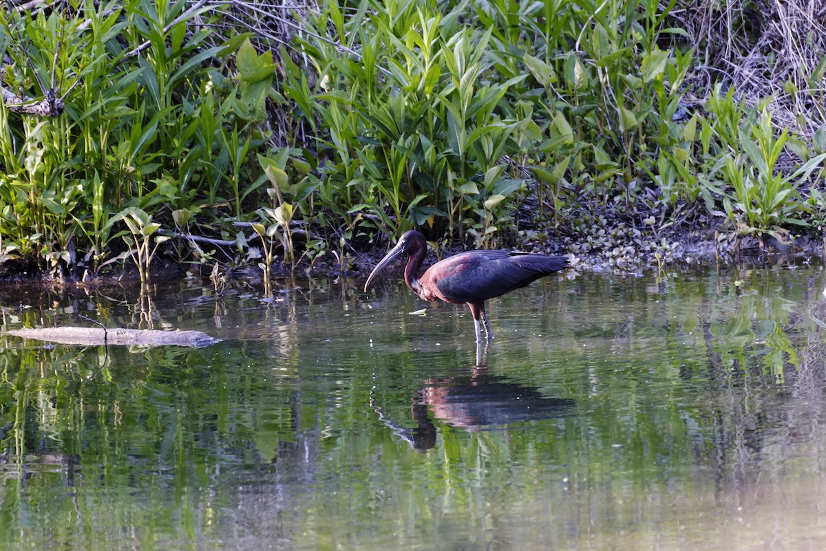 Glossy Ibis - ML569151791