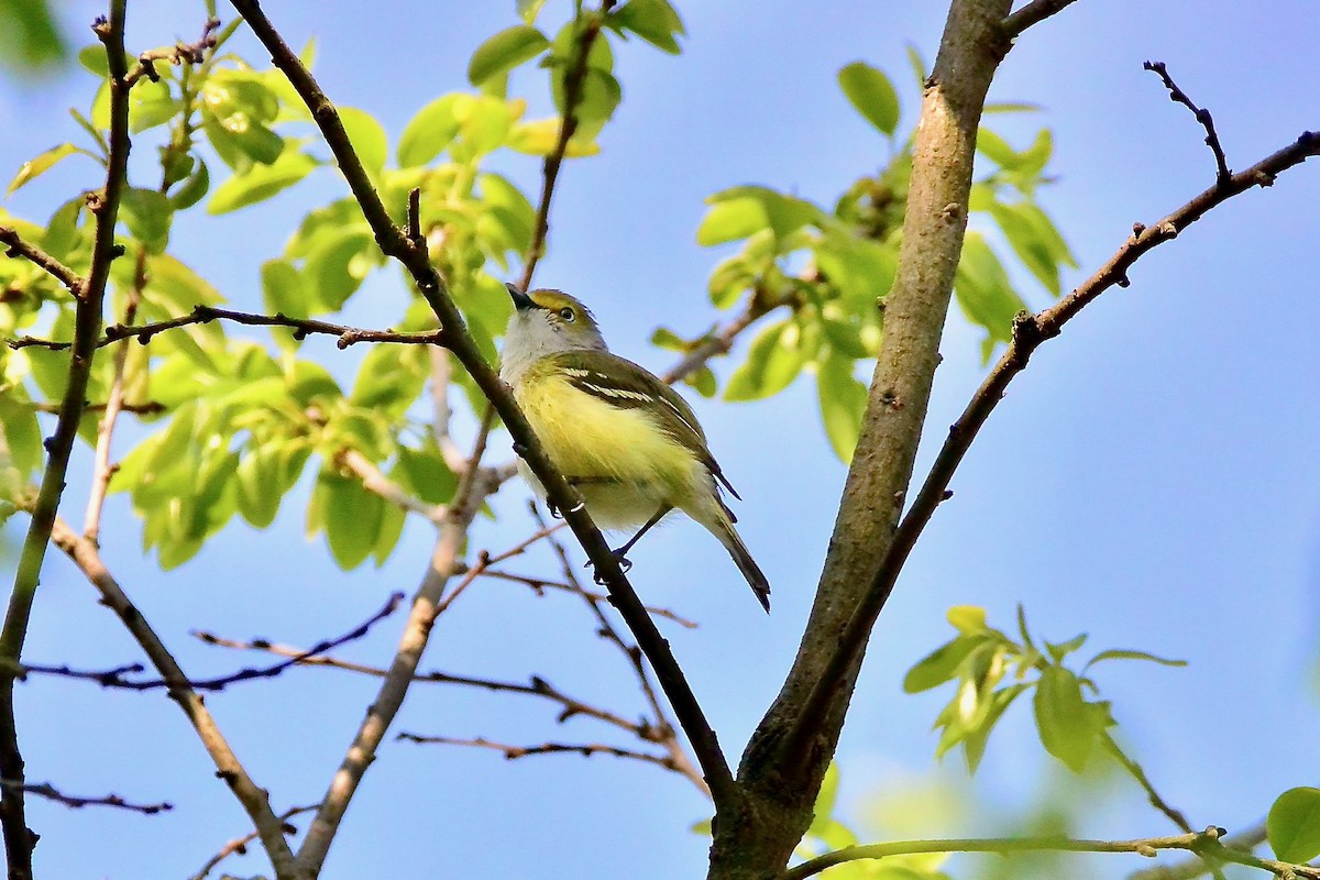 Ak Gözlü Vireo - ML569151981