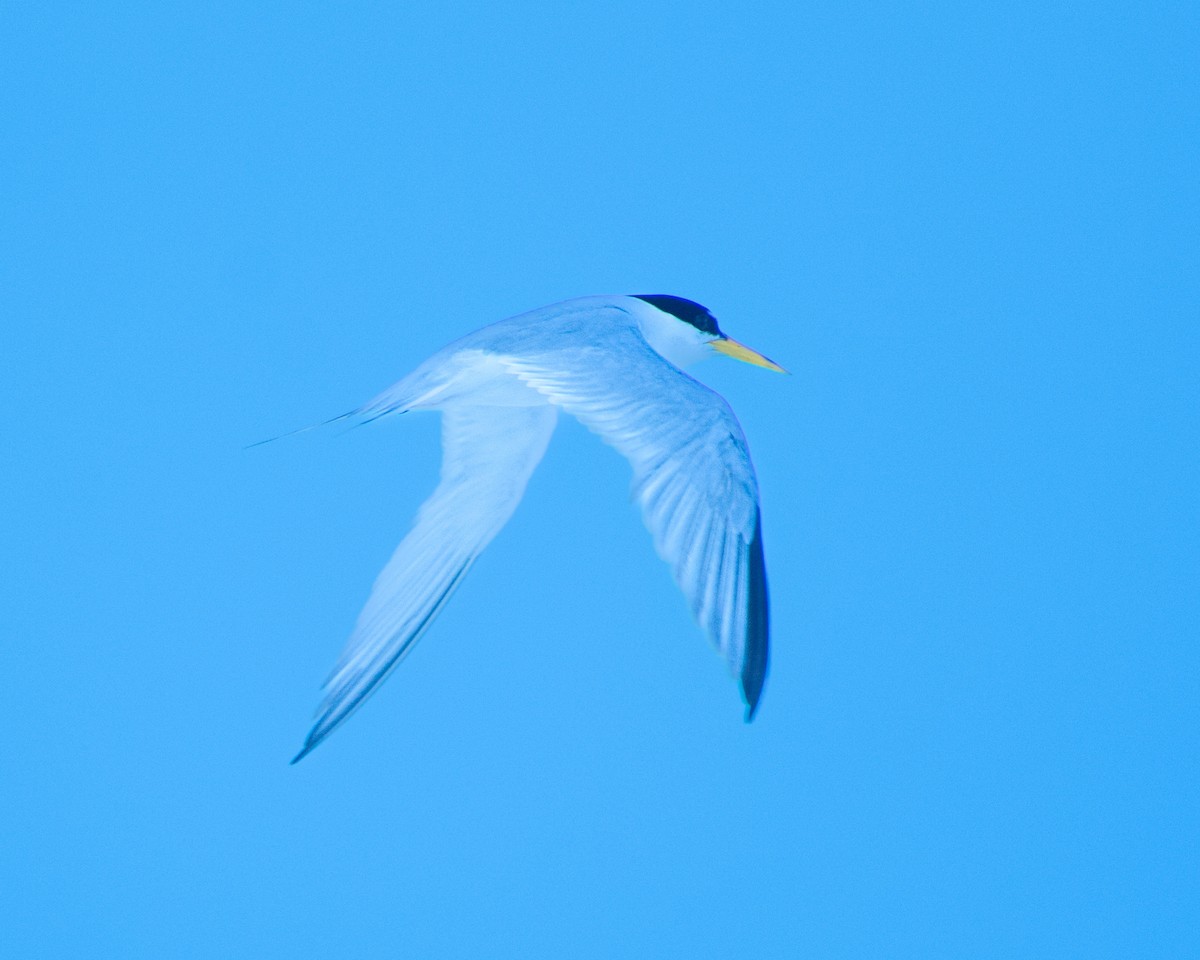 Least Tern - Greg Walker