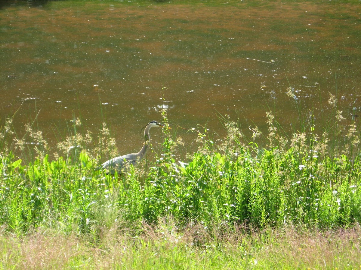 Great Blue Heron - ML569153081