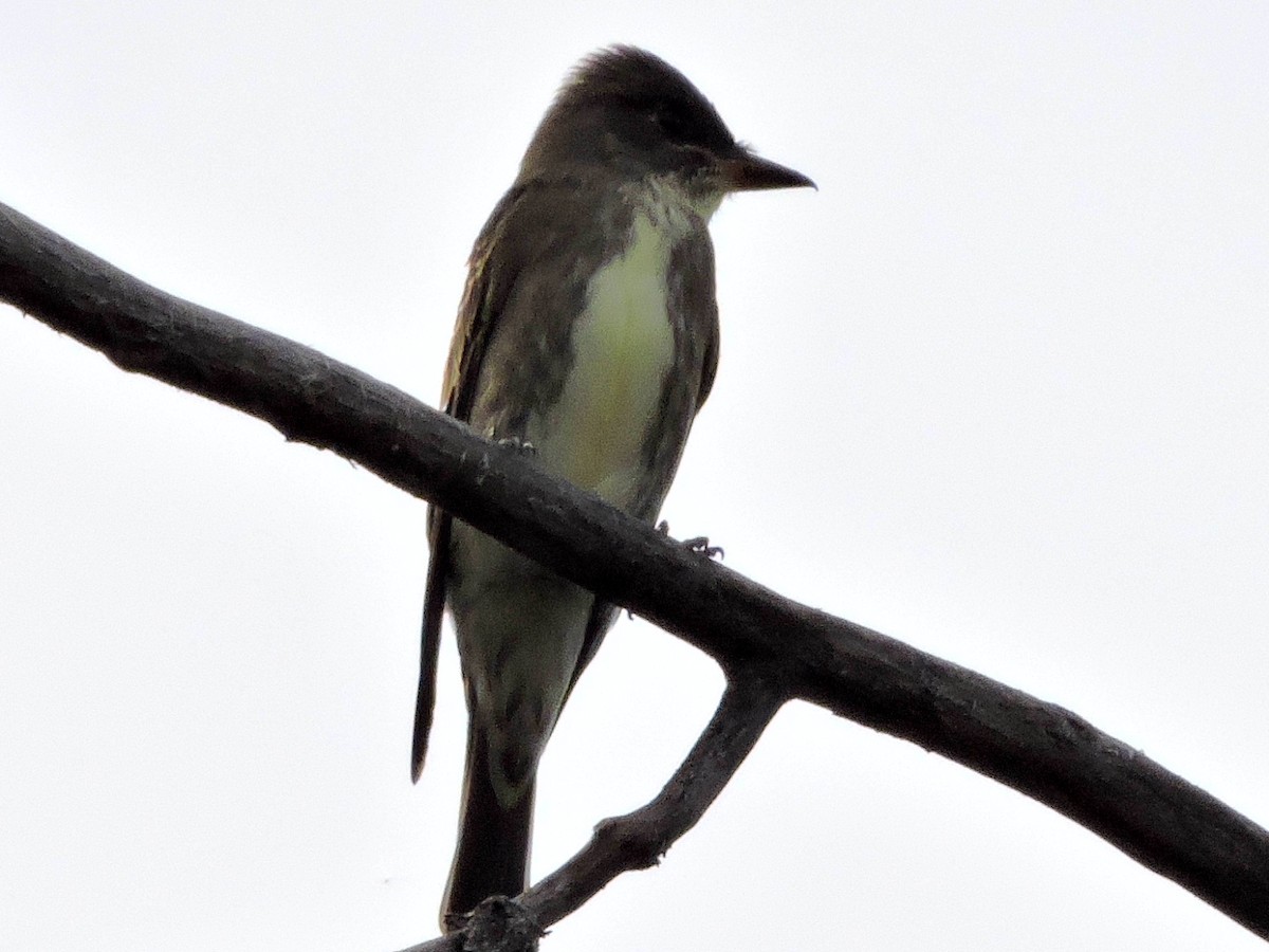 Olive-sided Flycatcher - ML569153291