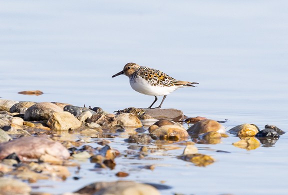 Bécasseau sanderling - ML569153401