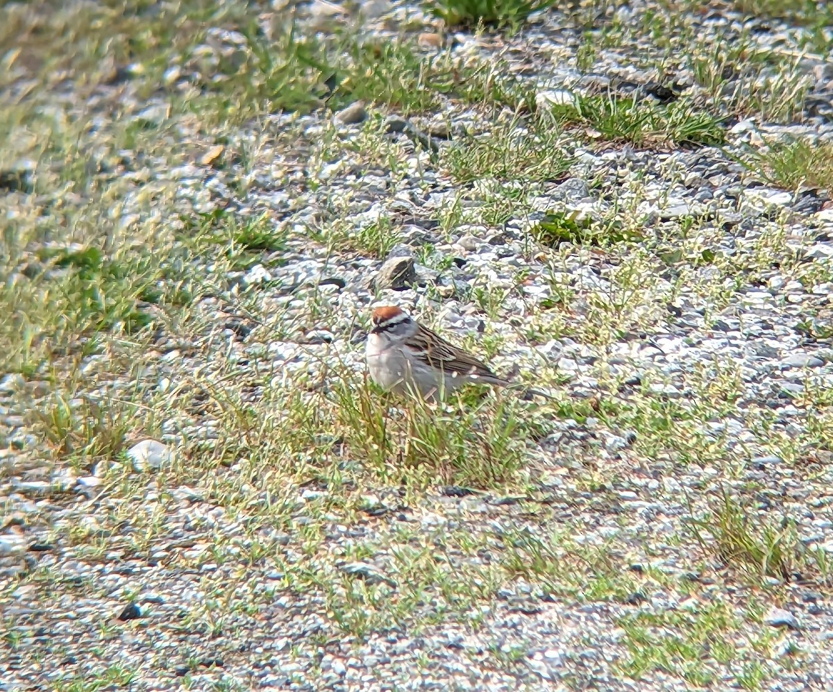 Chipping Sparrow - Kilian White