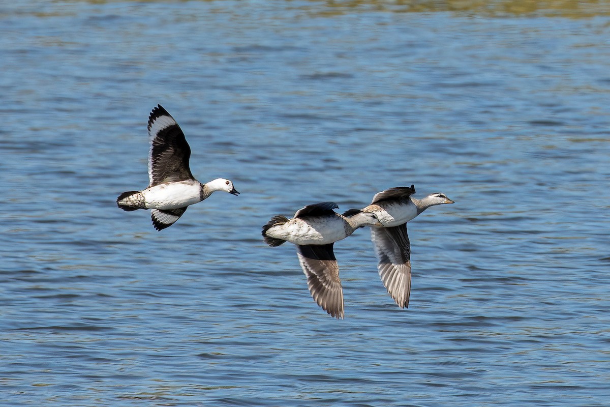 Cotton Pygmy-Goose - ML569155051