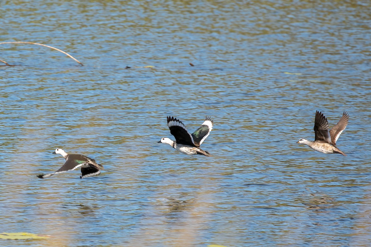 Cotton Pygmy-Goose - ML569155521