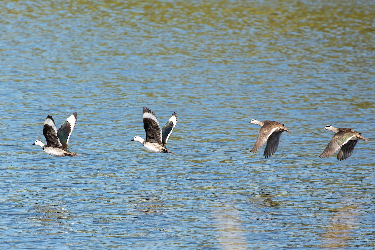 Cotton Pygmy-Goose - ML569155531