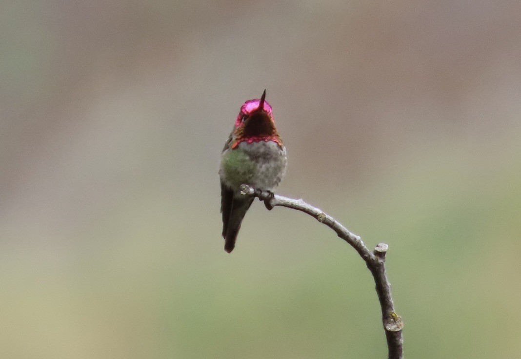 Anna's Hummingbird - ML569155851