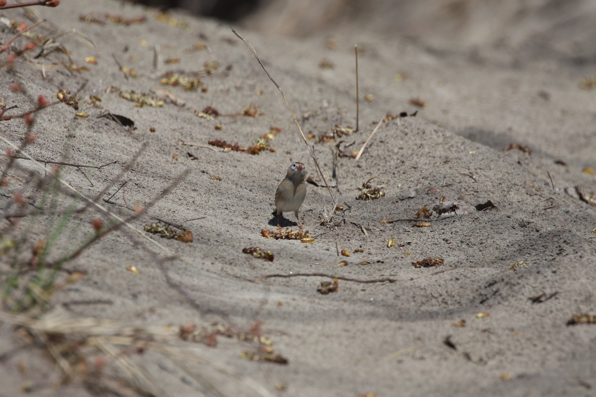Field Sparrow - ML569156711
