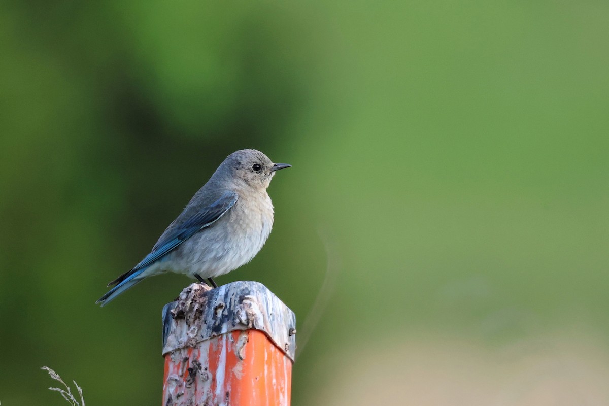Mountain Bluebird - Phil Lehman