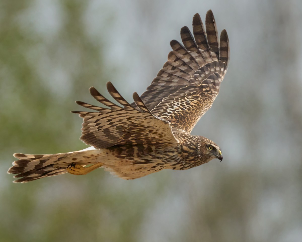 Northern Harrier - ML569157281