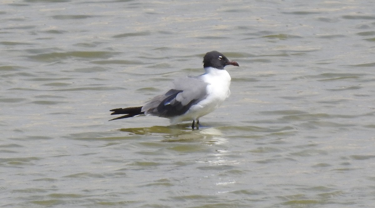 Laughing Gull - ML56915731