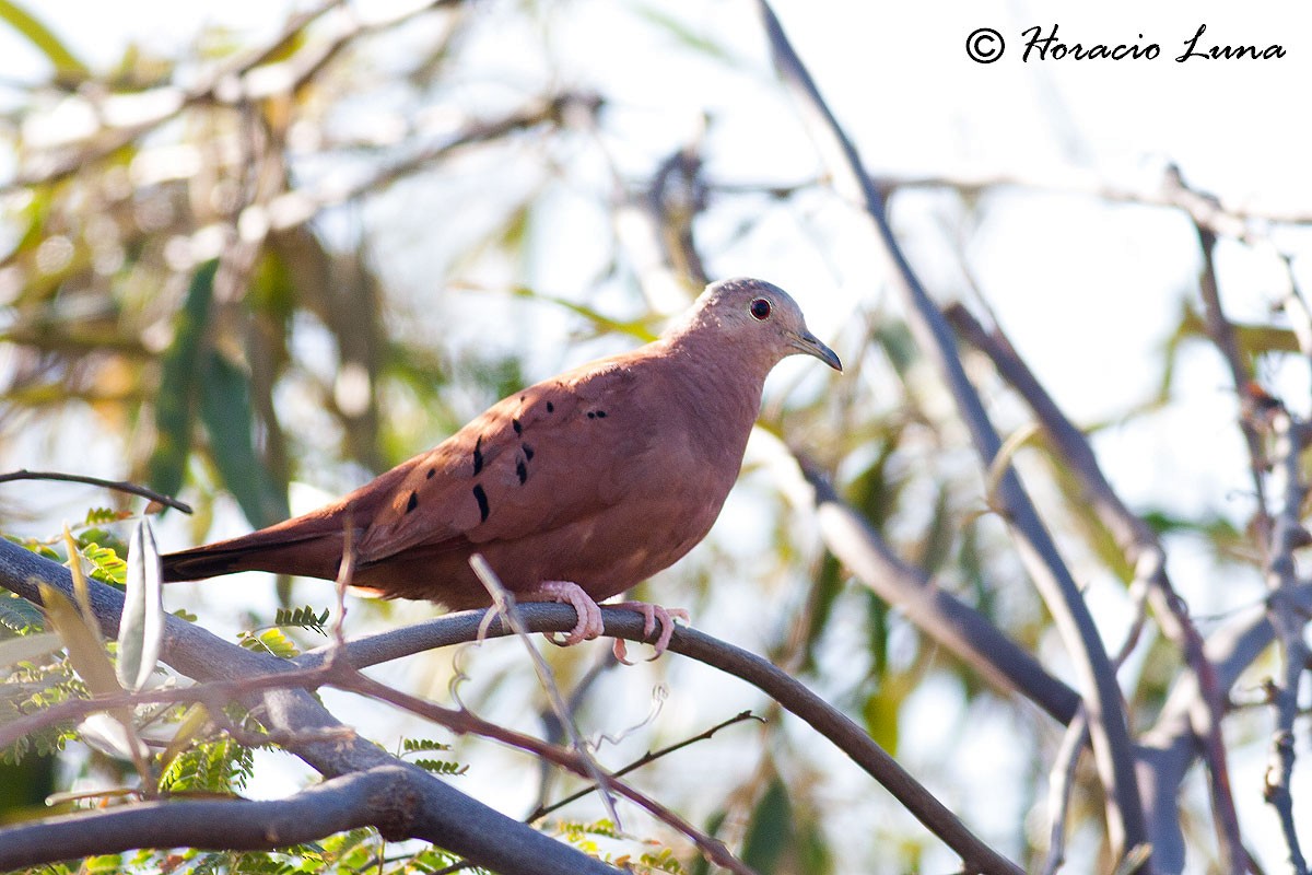 Ruddy Ground Dove - ML56915781