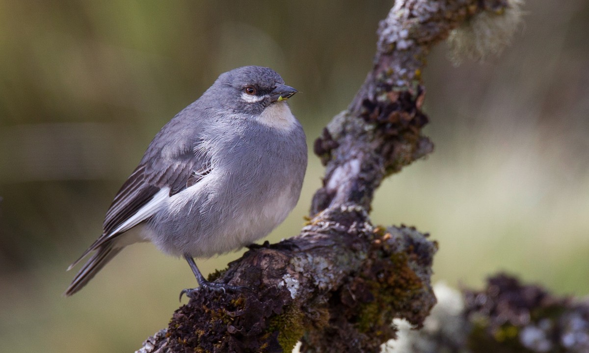 Glacier Finch - ML56915871