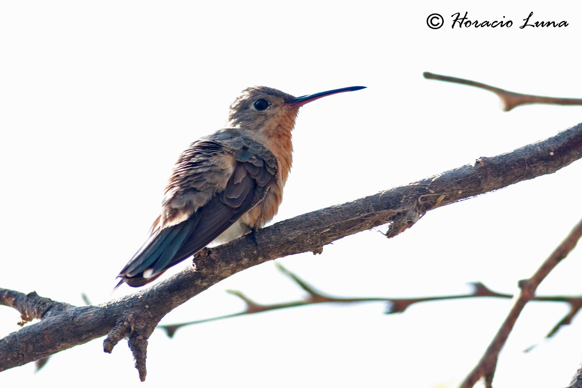 Buffy Hummingbird - ML56915901