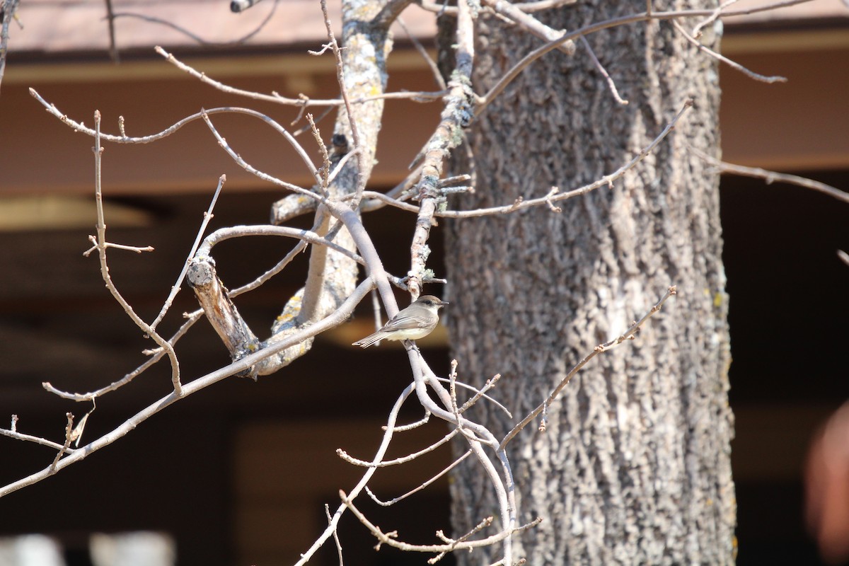 Eastern Phoebe - ML569159871