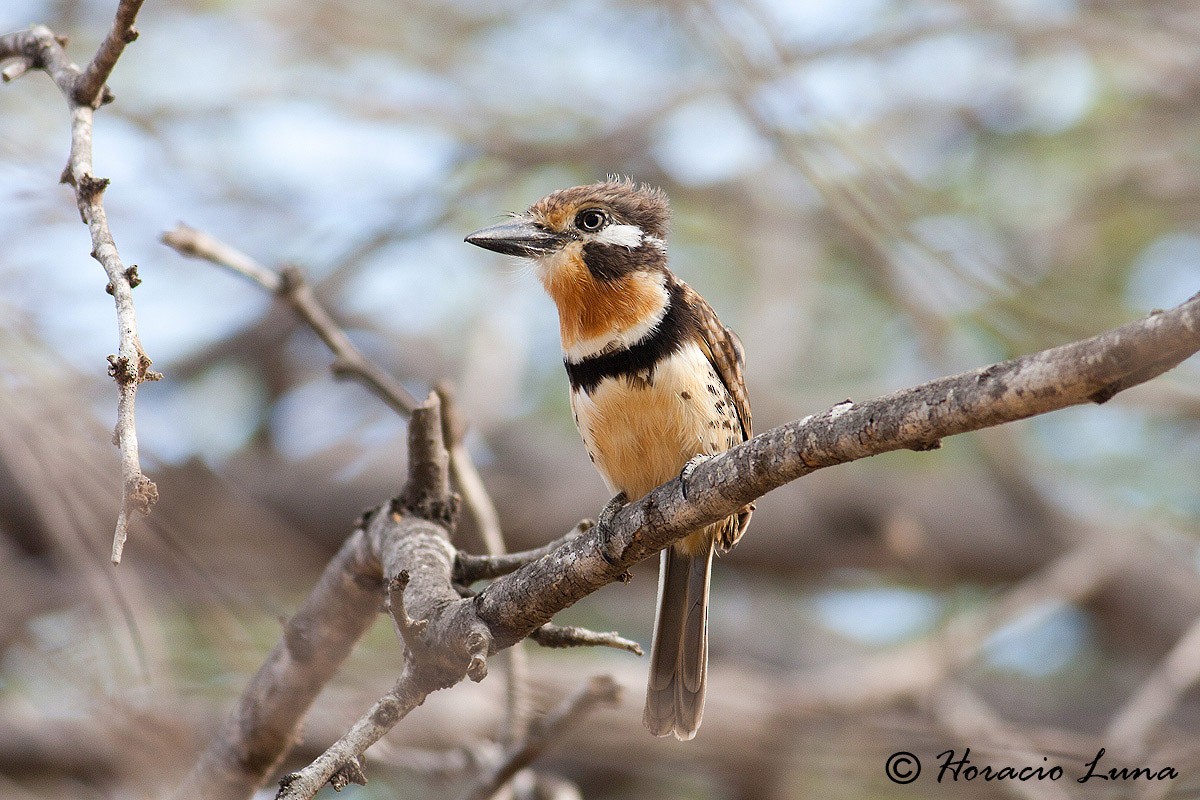 Russet-throated Puffbird - ML56916051