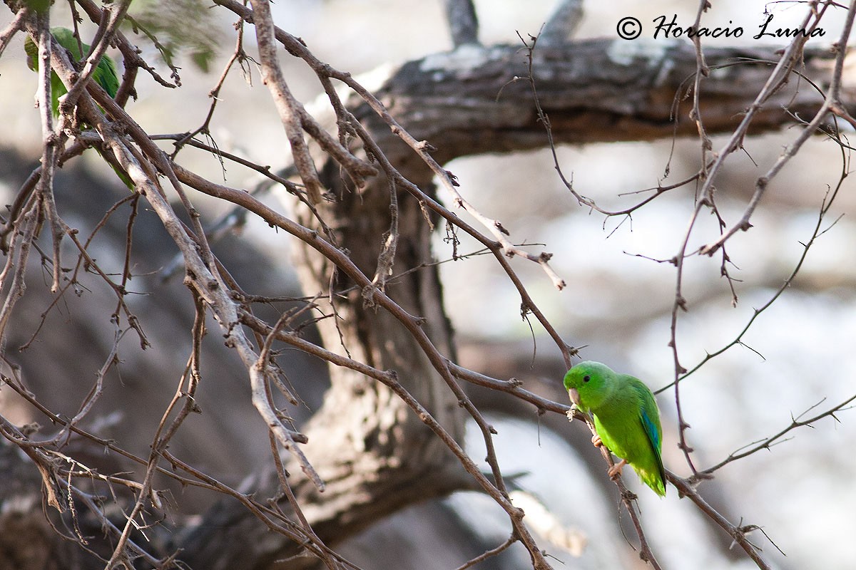 Зелёный воробьиный попугайчик - ML56916091