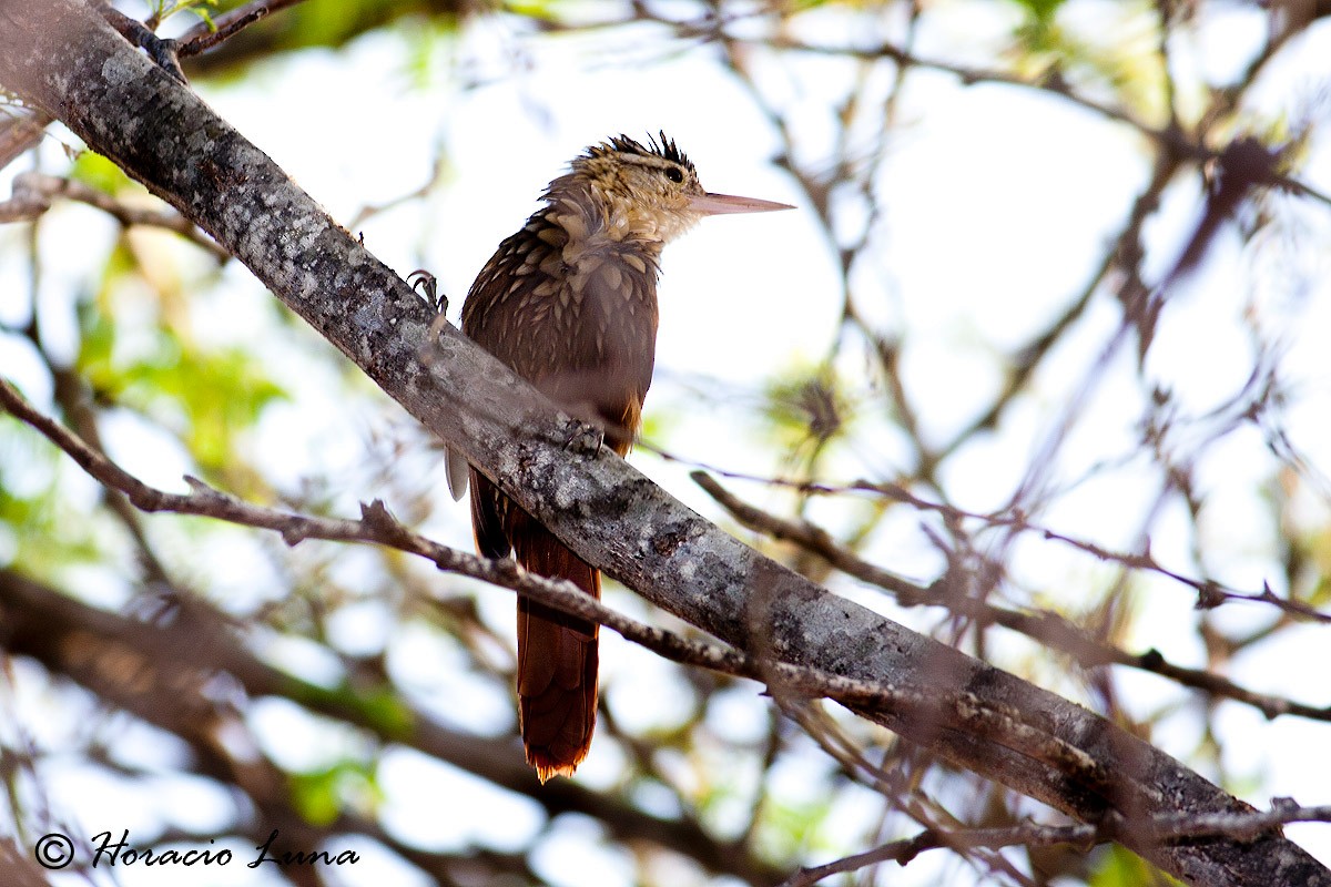 Straight-billed Woodcreeper - ML56916211