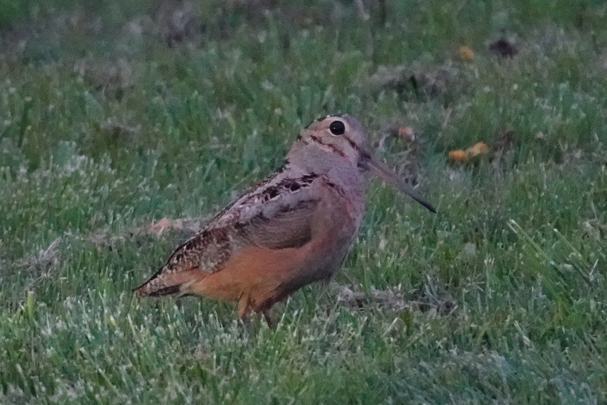 American Woodcock - ML569162401