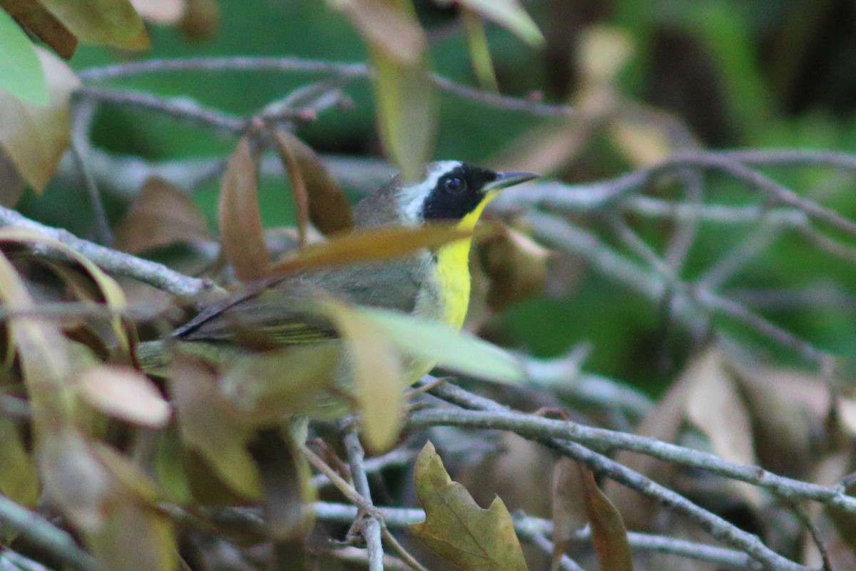 Common Yellowthroat - ML569162451