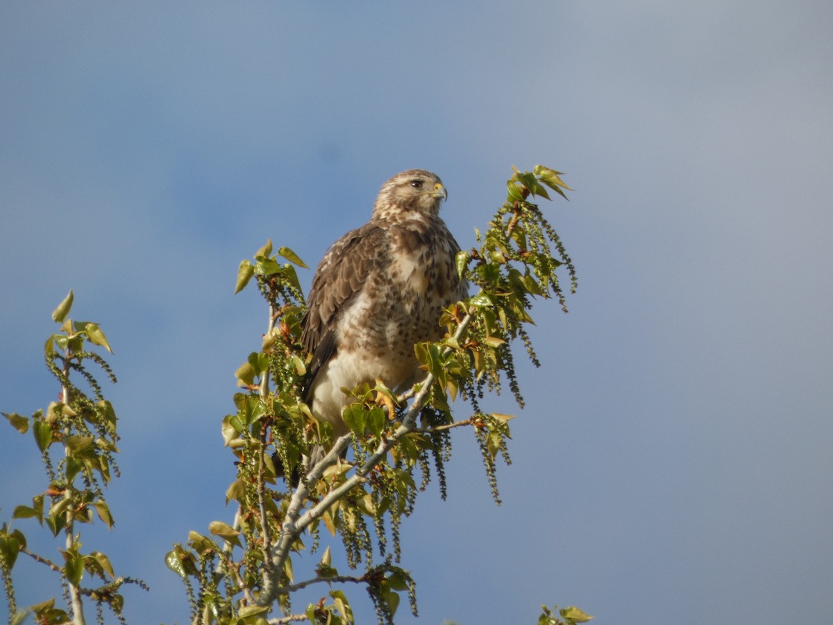 Broad-winged Hawk - ML569162741