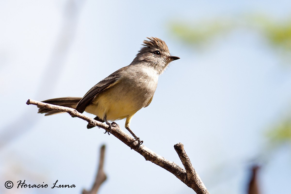 Northern Scrub-Flycatcher - ML56916281