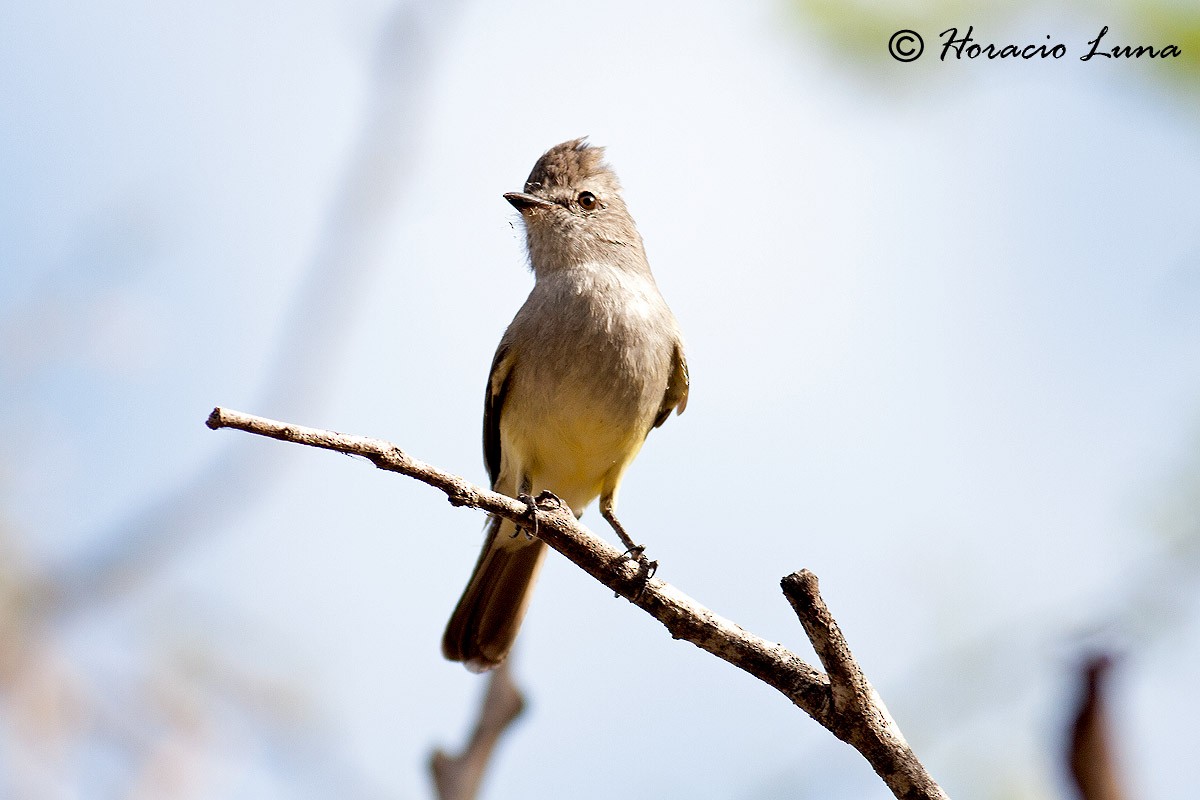 Northern Scrub-Flycatcher - ML56916321