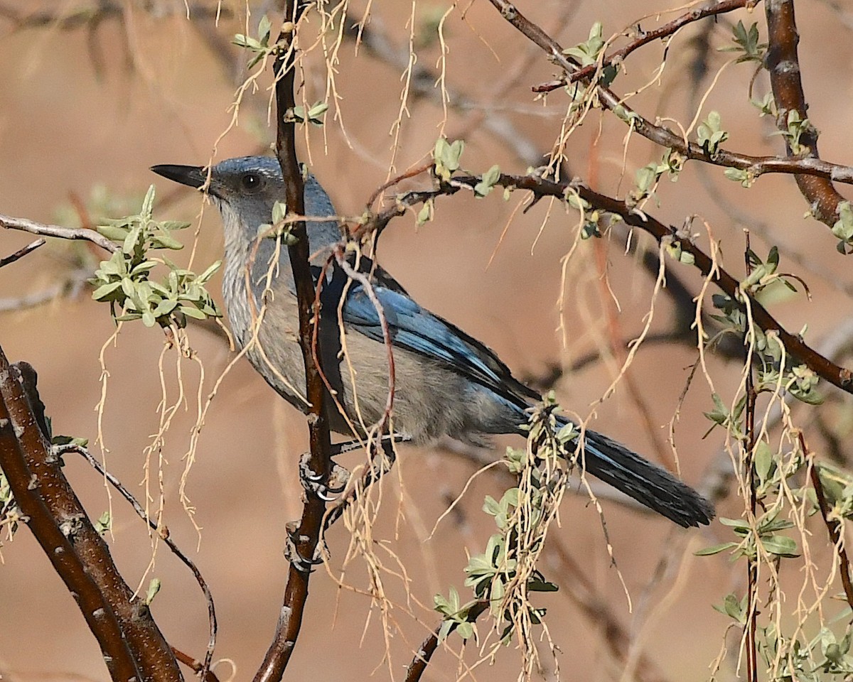 Woodhouse's Scrub-Jay - ML569163461