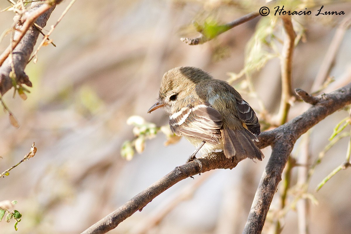 Slender-billed Tyrannulet - Horacio Luna