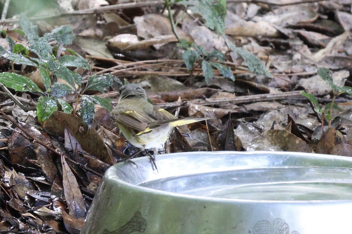 American Redstart - ML569164041
