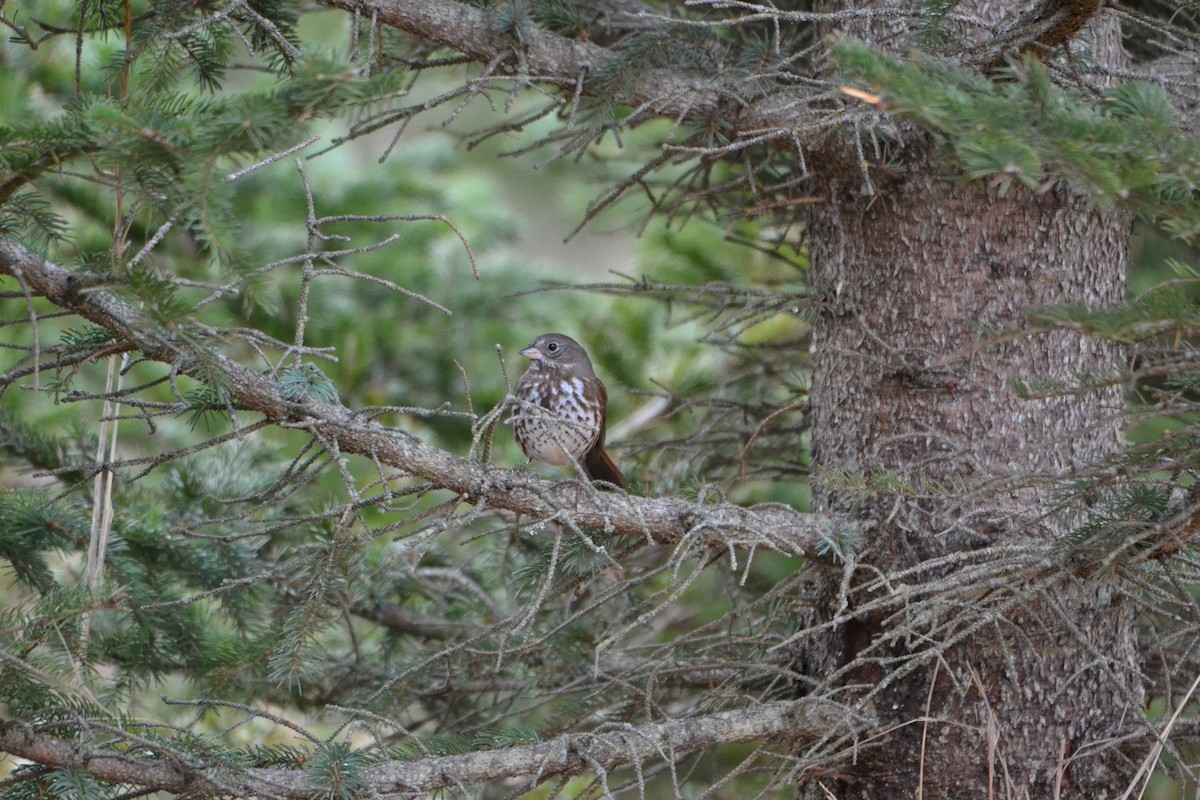 Fox Sparrow (Sooty) - ML569164161