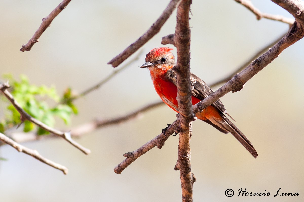 Vermilion Flycatcher - ML56916471