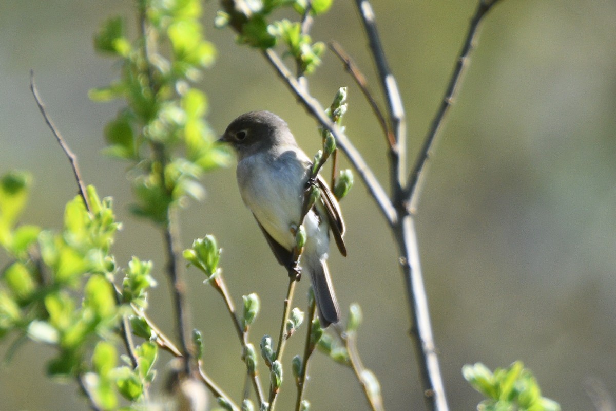 Least Flycatcher - Victor Quintanilla