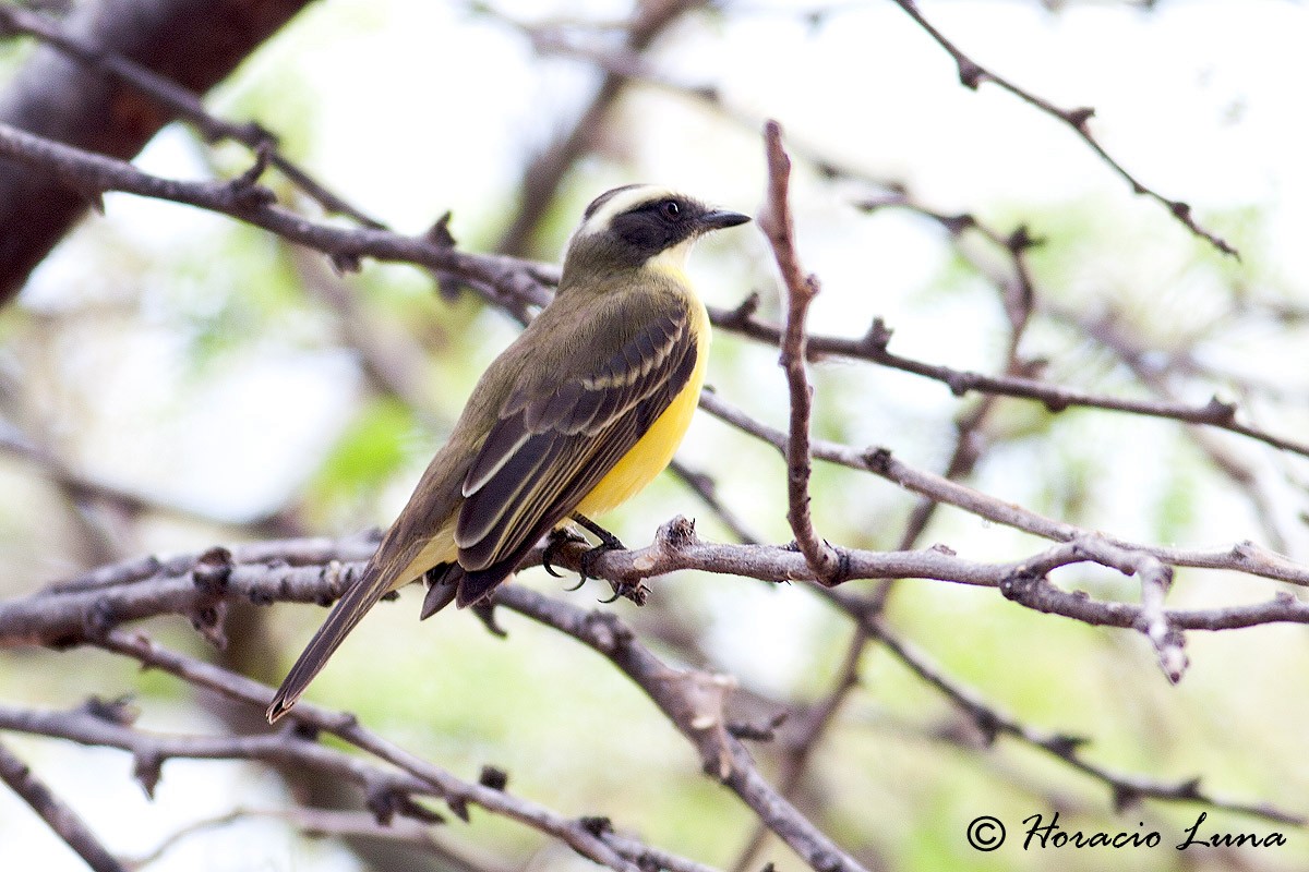 Social Flycatcher - ML56916531