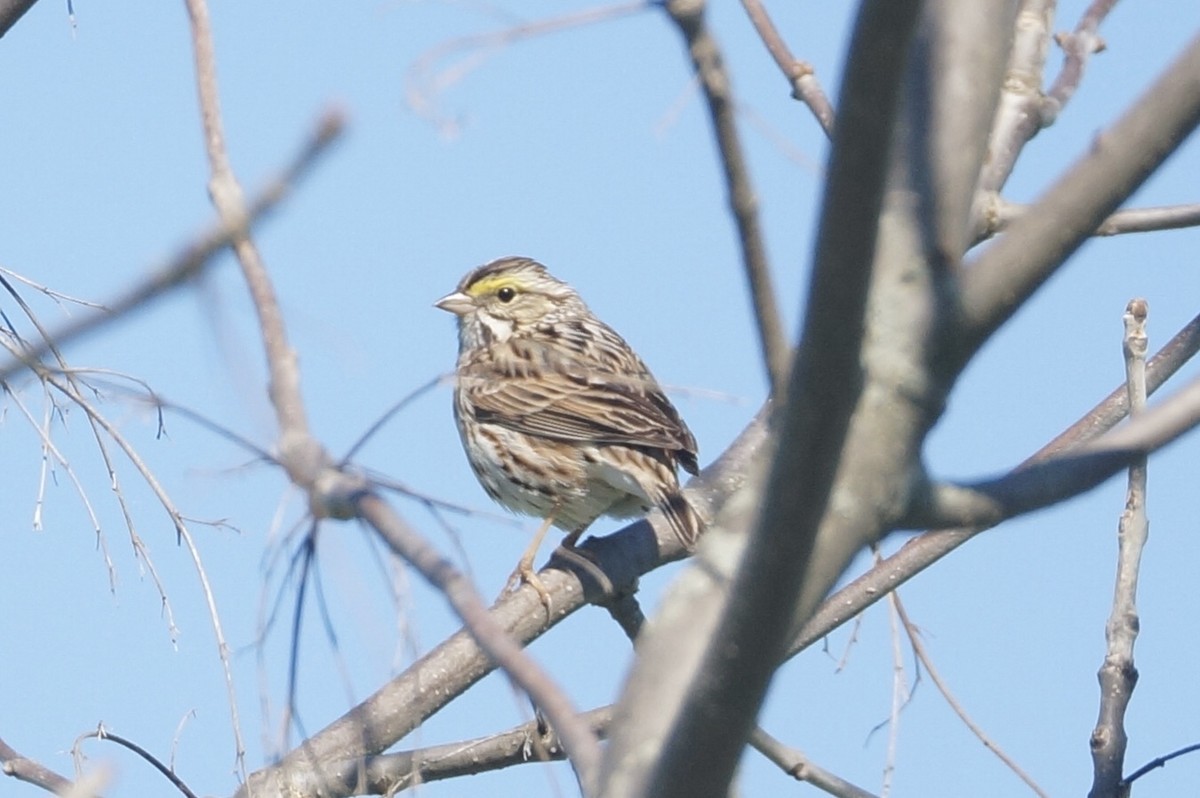 Savannah Sparrow - ML569165741