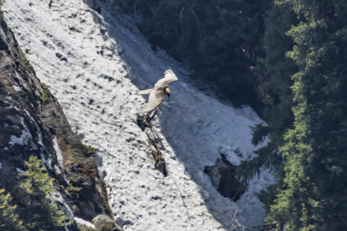 Bearded Vulture - ML569165771