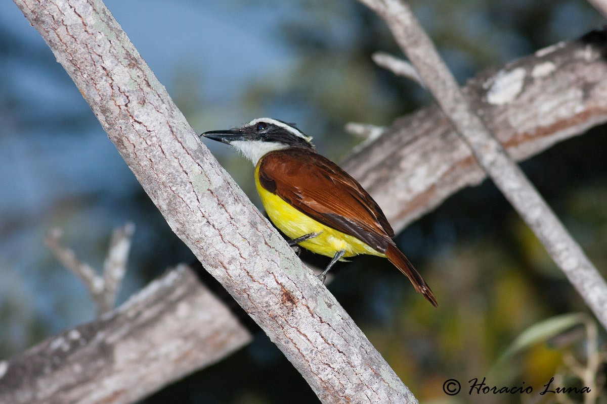 Great Kiskadee - ML56916611