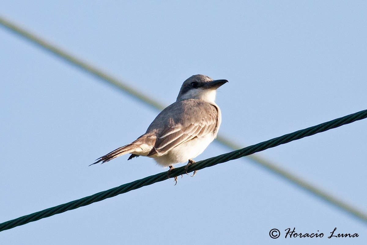 Gray Kingbird - ML56916631