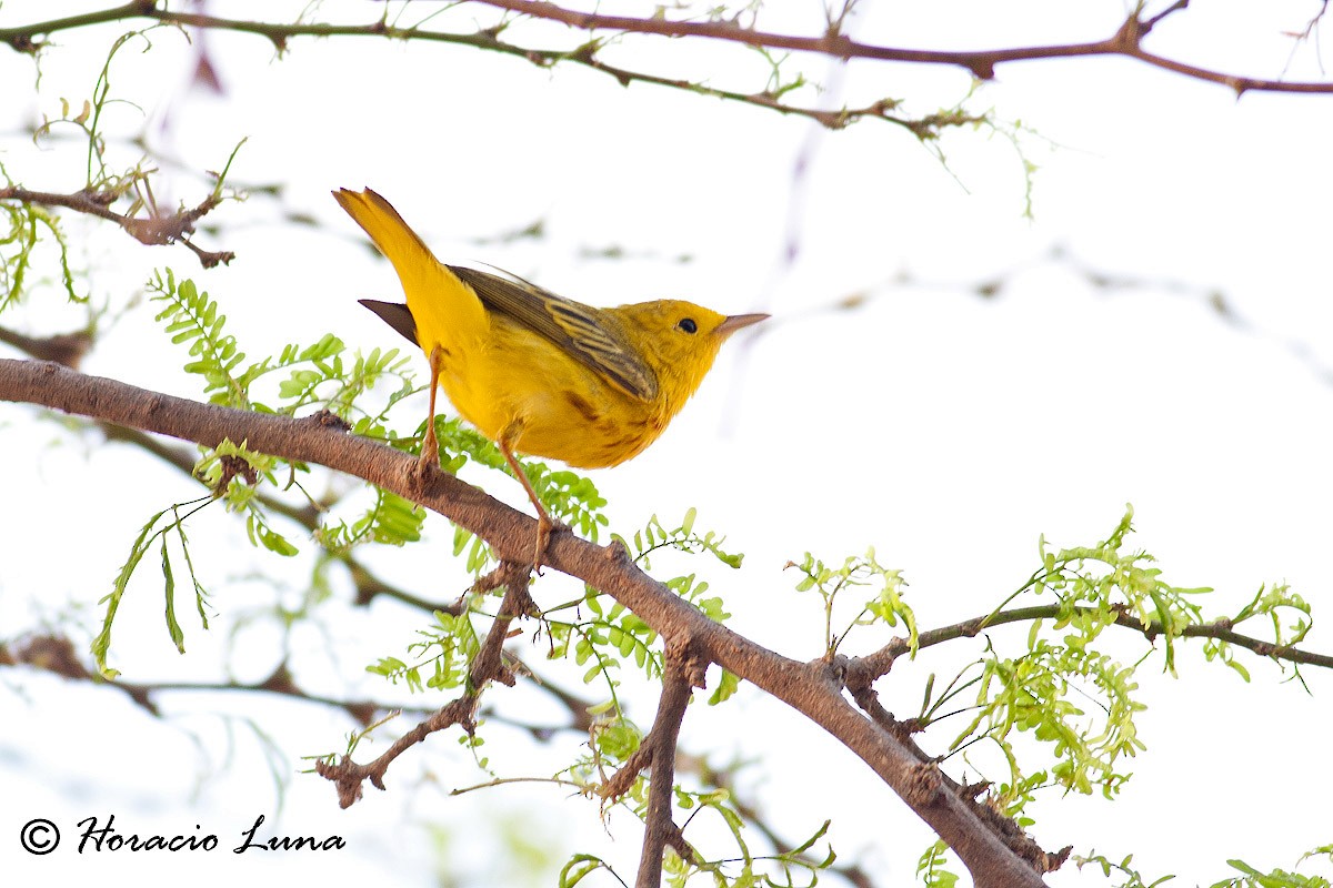 Yellow Warbler - ML56916731