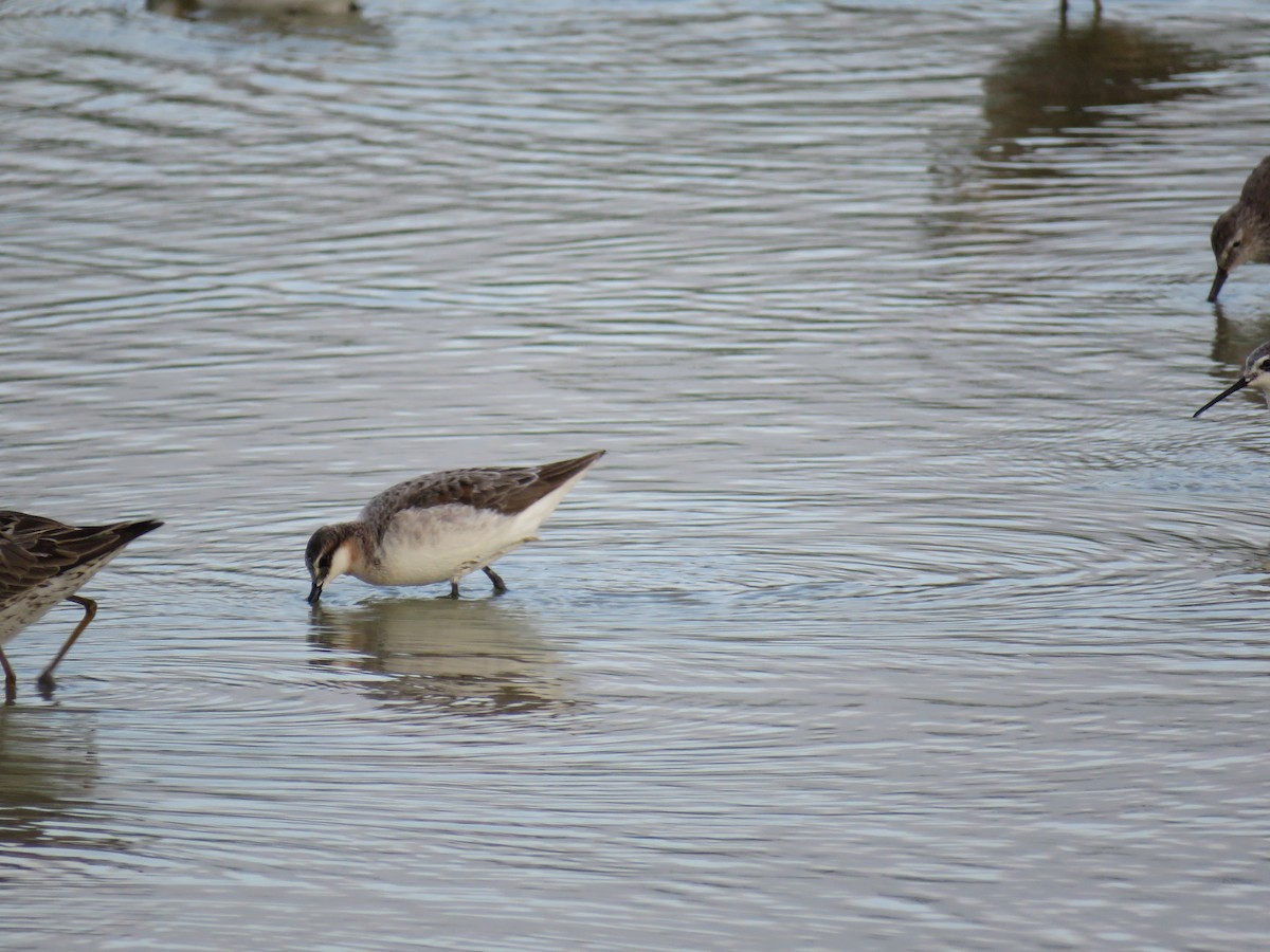 Wilson's Phalarope - ML569167591