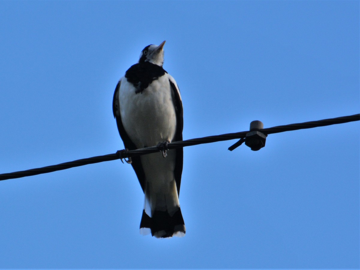Magpie-lark - ML569167811